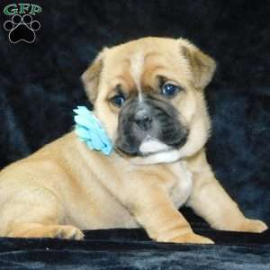 Rowdy, Miniature Bulldog Puppy